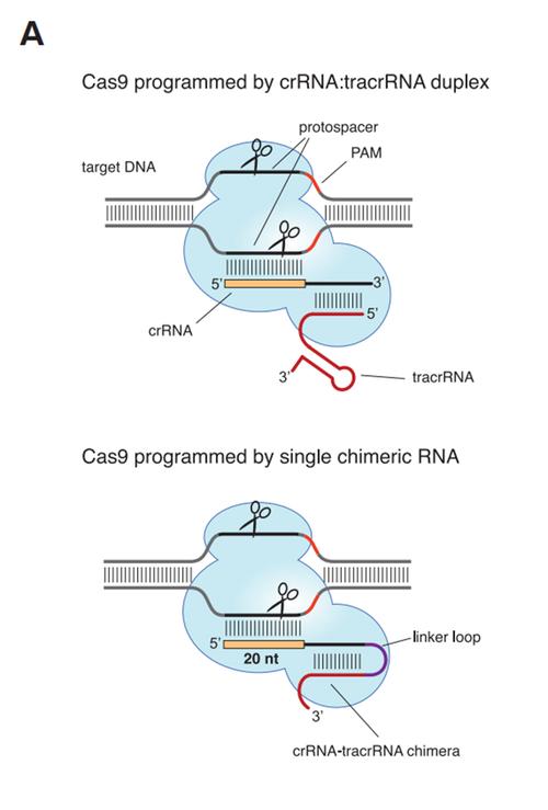 详细阅读:CRISPR:基因编辑的魔法剪刀 CRISPR:基因编辑的魔法剪刀