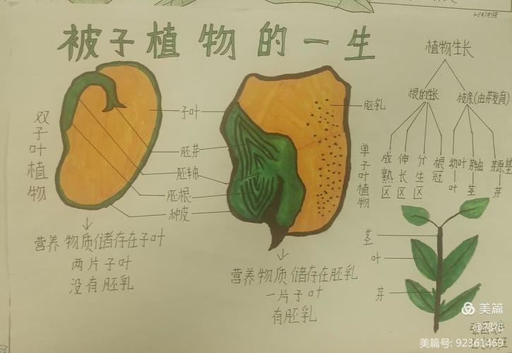 绿色植物的奥秘：从生命之源到生态守护者