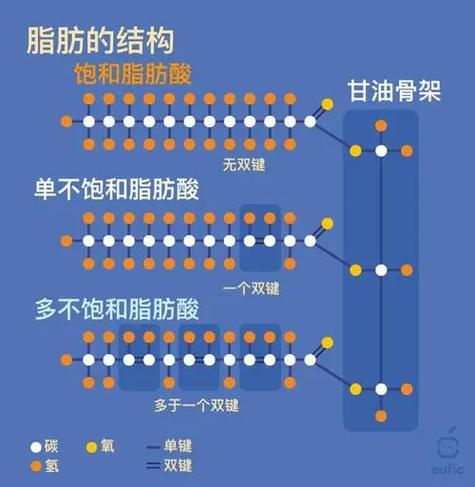 脂肪：身体的“能量宝库”与健康密码
