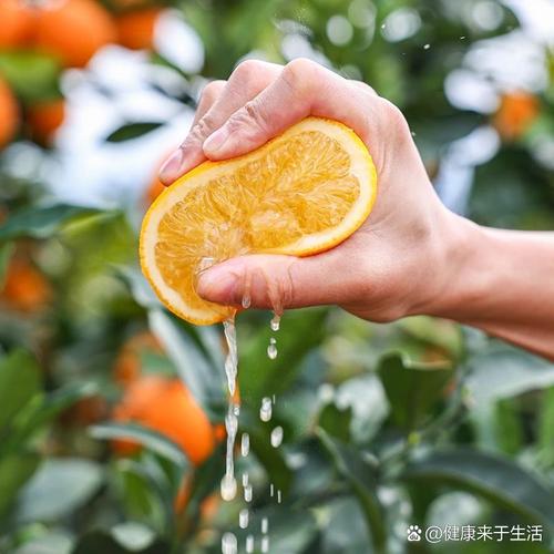 橘子：从果园到生活的甜蜜使者