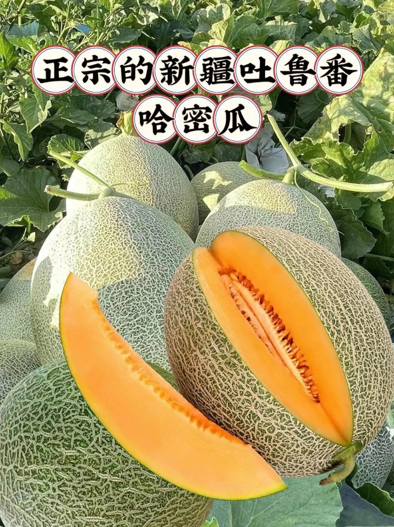 哈密瓜：甜蜜的新疆瑰宝