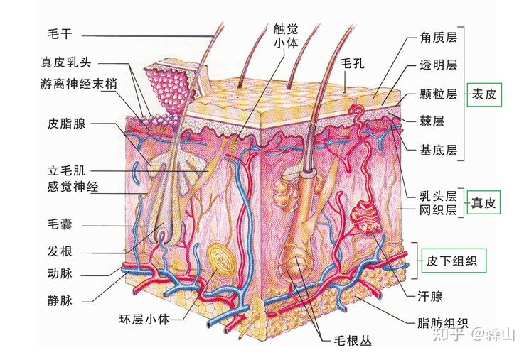 射频紧肤技术原理与应用