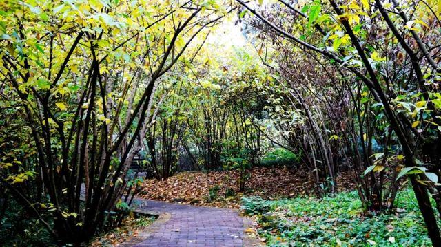 塔子山公园：蓉城的绿色瑰宝与市民的休闲天堂
