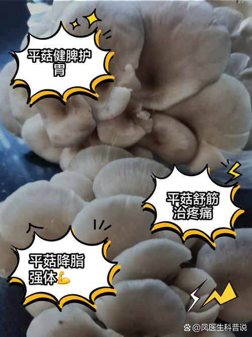 平菇：餐桌上的营养宝库