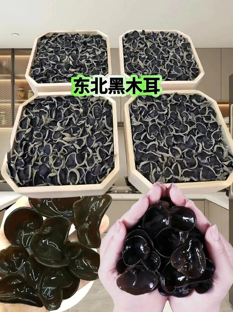 木耳：山林馈赠的味蕾瑰宝