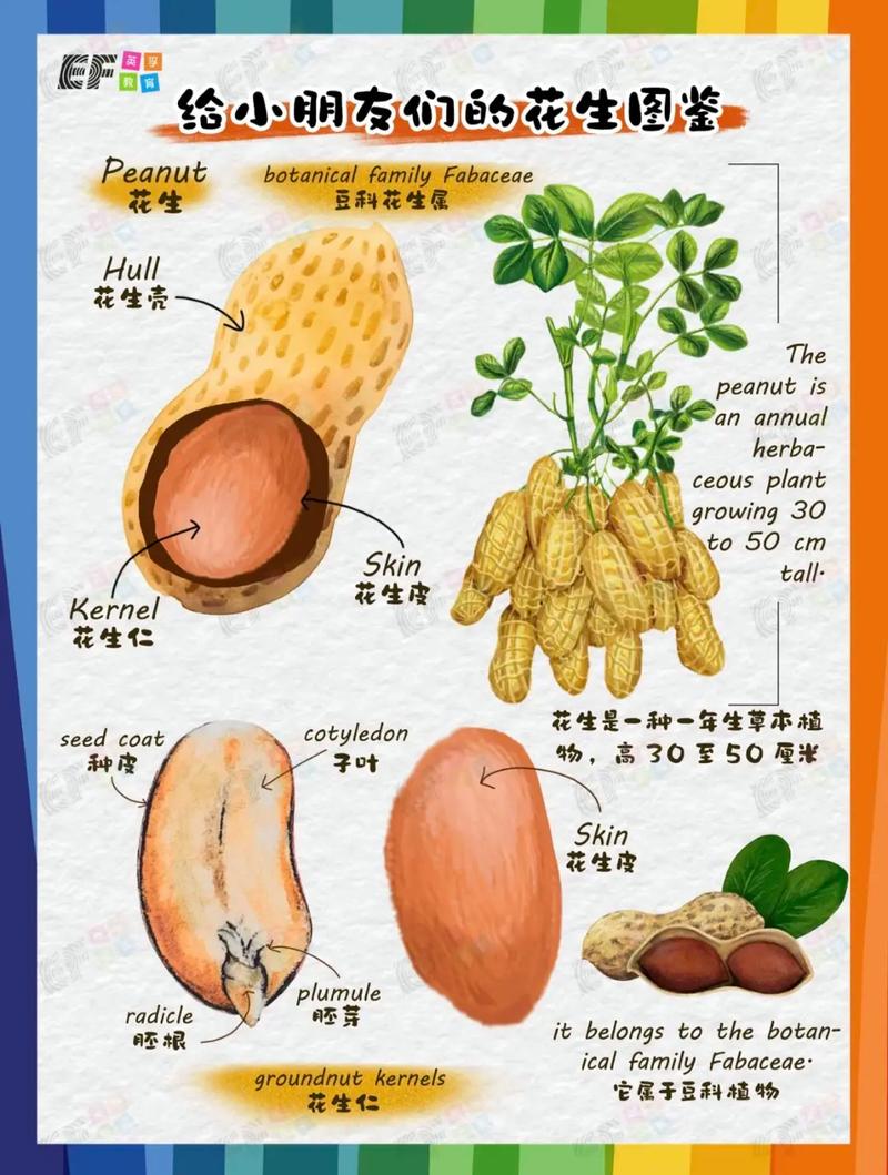 花生的奥秘：从种子到美食
