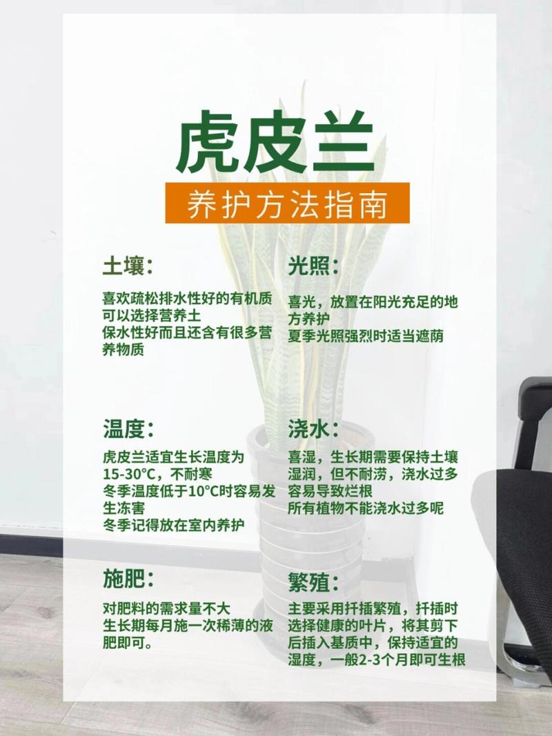 虎皮兰养护秘籍：轻松养出翠绿生机