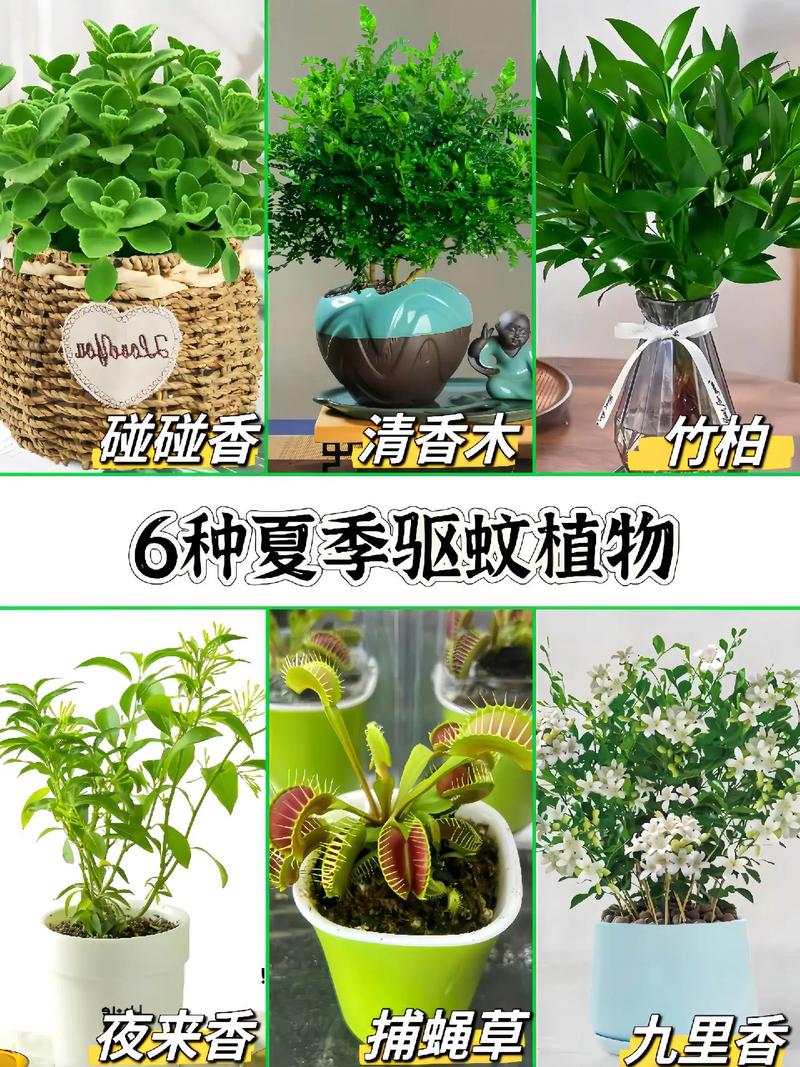 驱蚊植物：天然的防蚊卫士