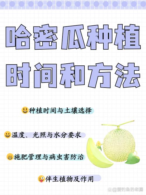 探索哈密瓜：从起源到现代种植与食用的全方位解析