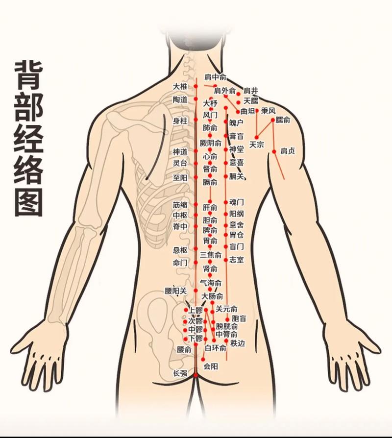 详细阅读:背部护理:方法与产品全解析 背部护理:方法与产品全解析