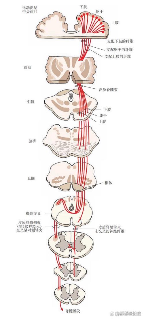 运动与神经系统健康的紧密联系