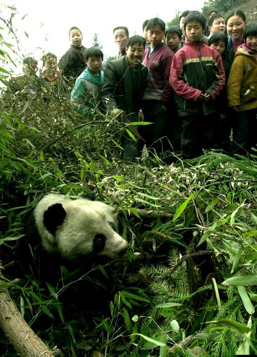 探秘龙溪-虹口国家级自然保护区：大熊猫的家园与生态宝库