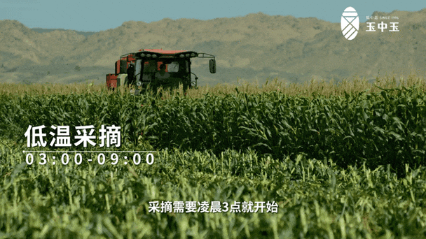 长安糯玉米：从田间到餐桌的绿色传奇