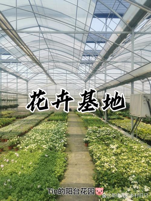 花卉种植的艺术与实践
