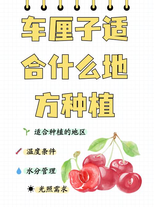 樱桃种植全指南：从选种到丰收的奥秘