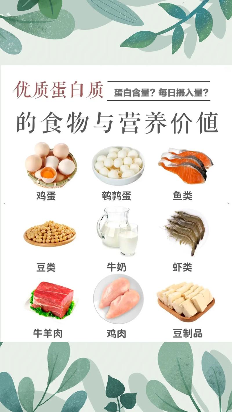 蛋白质食物：身体的能量与修复之源