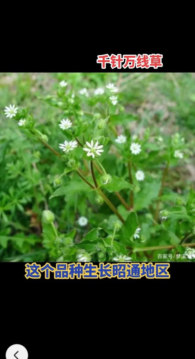 草药：大自然的神奇馈赠