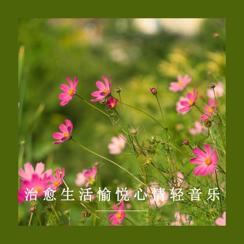 音乐欣赏：一场心灵的愉悦之旅