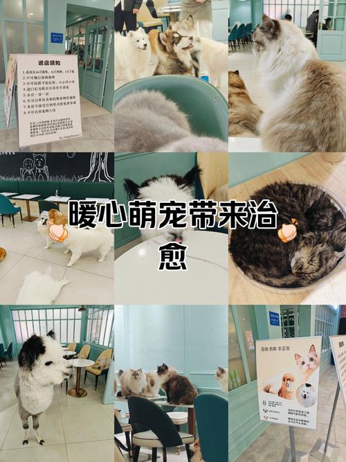 宠物饲养：生活中的温暖与乐趣源泉