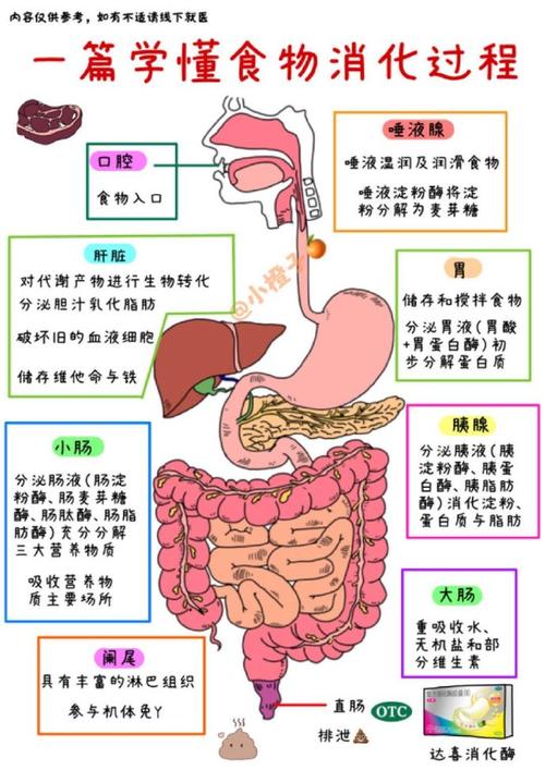 食物消化吸收速度：身体与饮食的奇妙互动