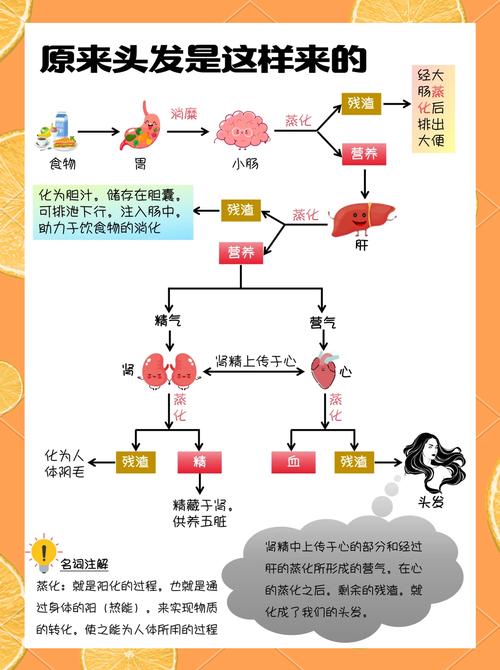 探秘头发弹性：从科学到日常护理的奇妙之旅