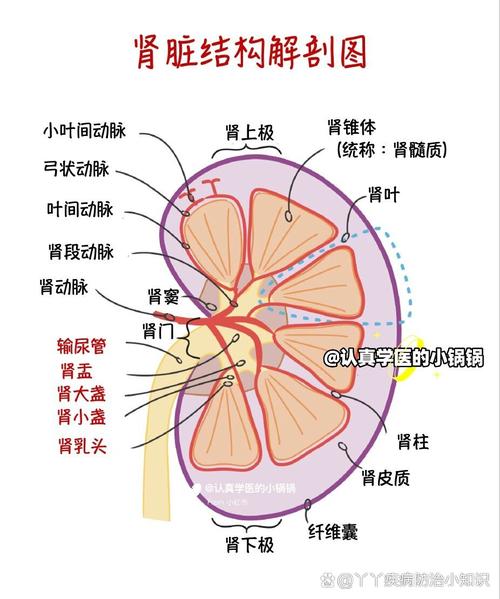 肾结石：症状、诊断、治疗与预防全解析