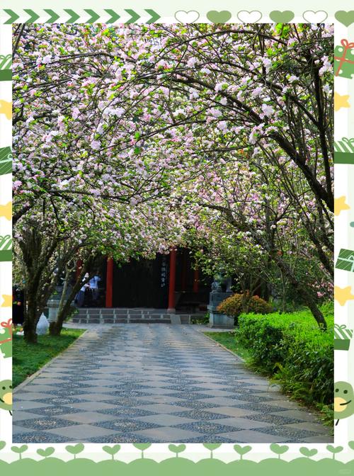 棠湖公园：川西明珠，海棠盛景