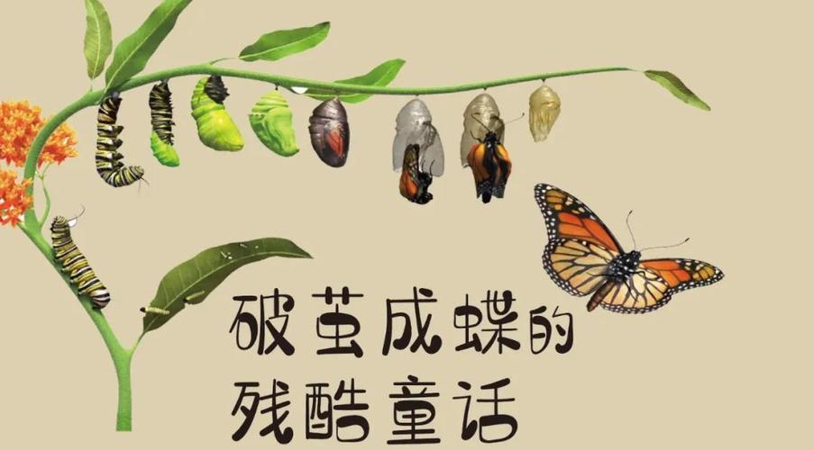 破茧成蝶：在困境中磨砺信念之光