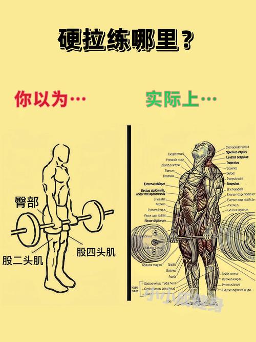 解锁硬拉技巧：提升力量与避免受伤的关键