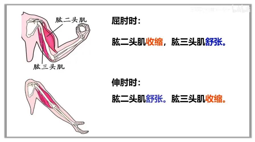 运动与消化系统健康的关系：探索身体的内在和谐
