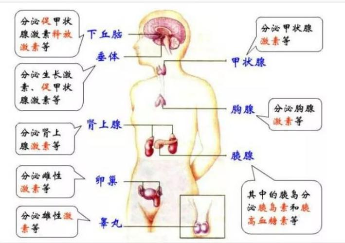 运动与内分泌系统健康的关系
