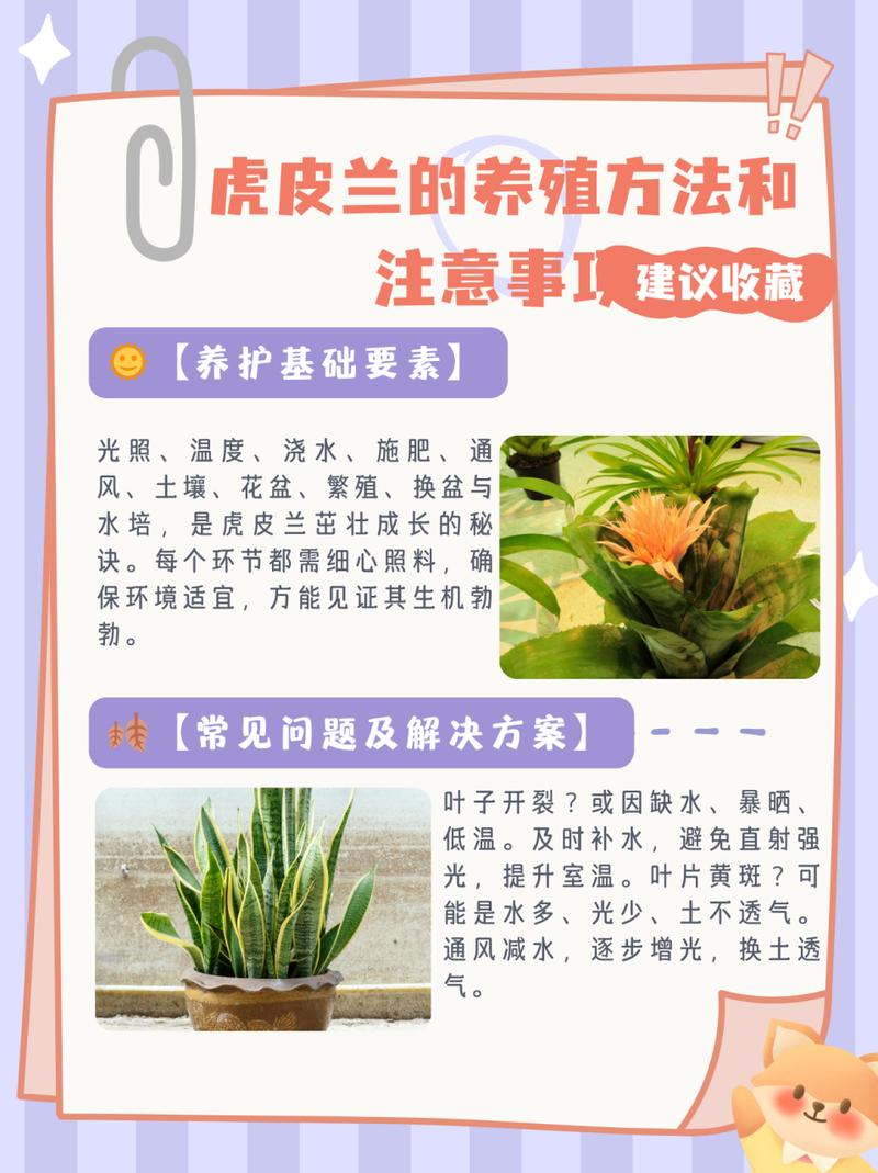虎皮兰养护全攻略，让你的绿植生机盎然