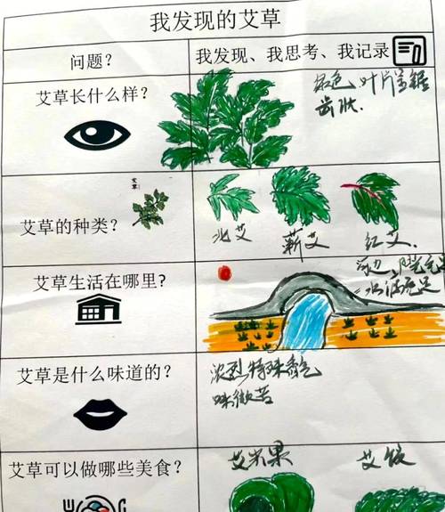 艾草种植：从播种到丰收的全程指南