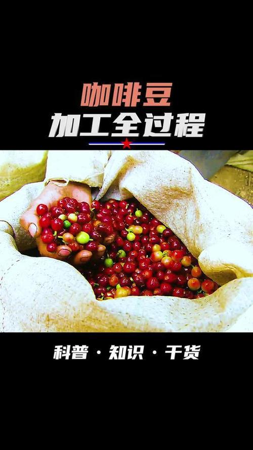 咖啡制作：从豆到杯的艺术之旅