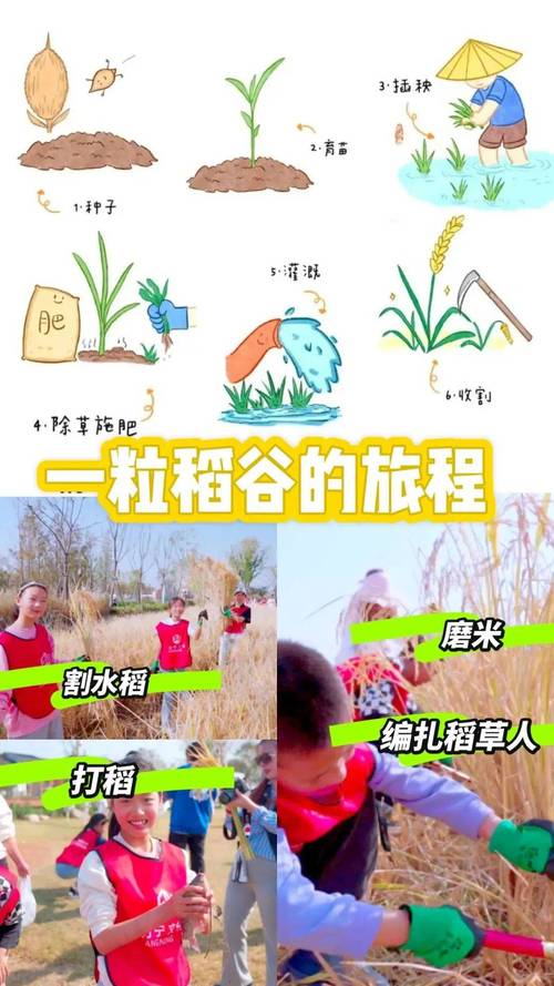 长安糯玉米：从田间到餐桌的奇妙旅程