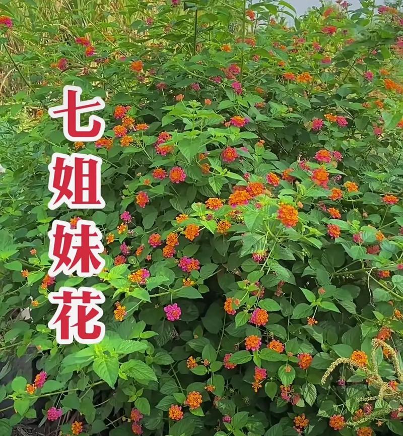 草药：大自然的馈赠与人类健康的守护者