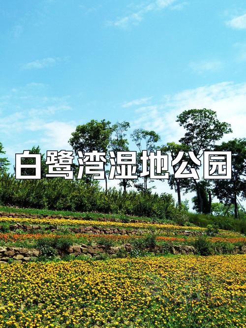 探秘成都之肺——白鹭湾湿地公园的生态画卷