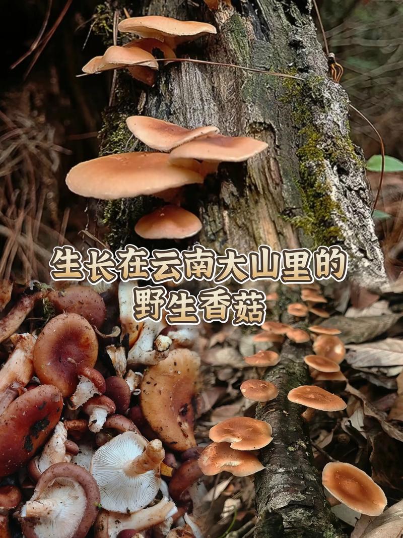 香菇：大自然馈赠的味蕾珍宝