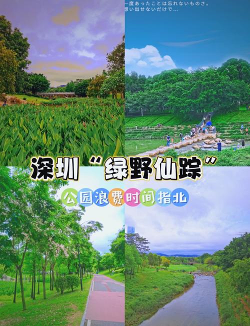 深圳中心公园——都市喧嚣中的绿野仙踪