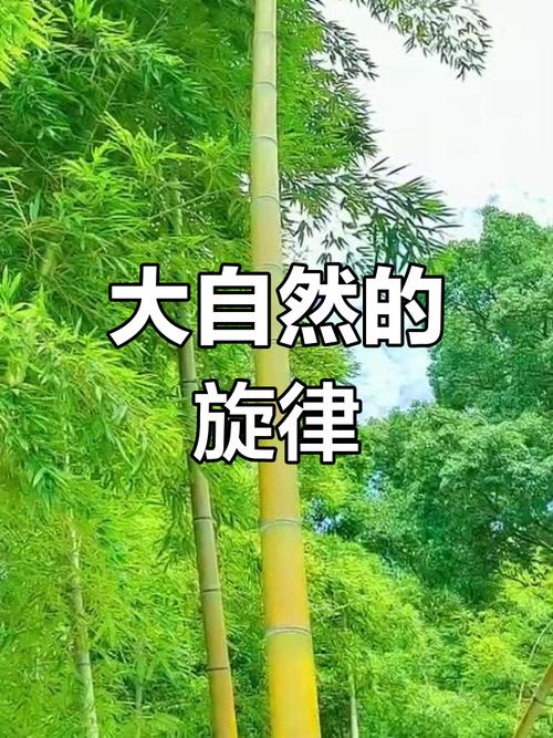 翠竹公园：都市绿洲中的自然乐章