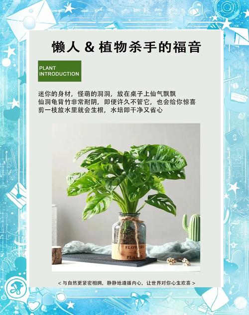 龟背竹养护指南——让家居绿意盎然