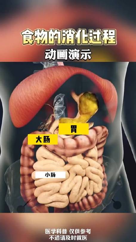 食物消化难易：了解食物在人体内的消化奥秘