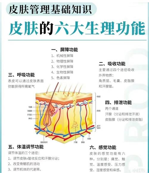 皮肤的自我修复机制与影响因素