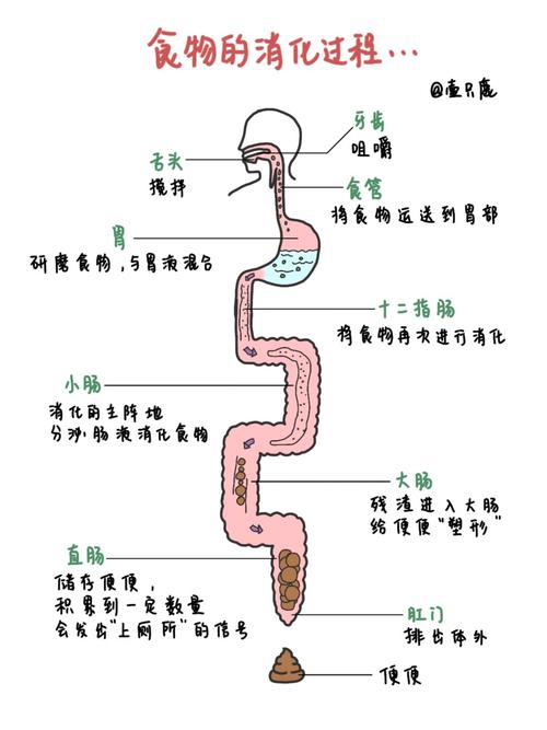 探索食物品质的提升空间：从源头到餐桌的全方位剖析