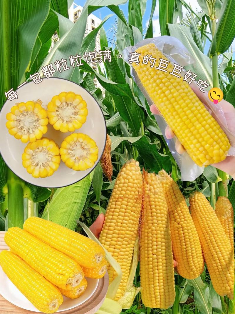 长安糯玉米：田间珍馐，舌尖上的田园诗意