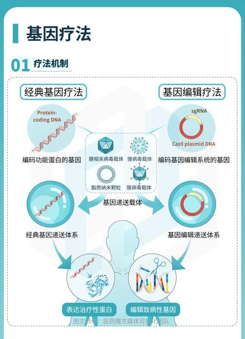 基因疗法：从理论到实践的探索之旅