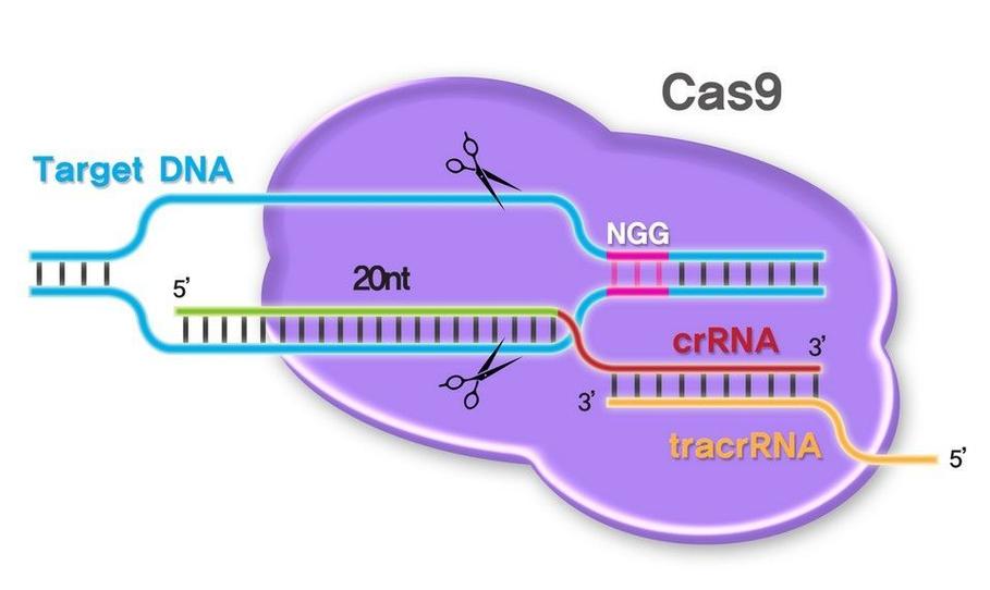 CRISPR-Cas9：基因编辑领域的革命性技术