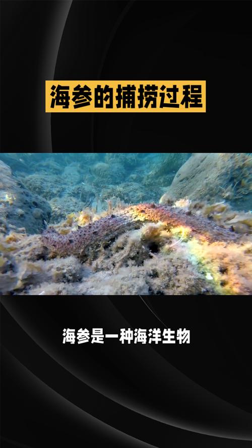 海参：海洋珍馐中的养生瑰宝