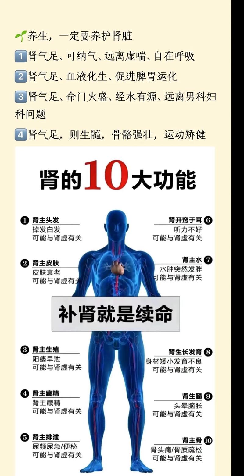 养肾养生：守护生命之本，畅享健康生活