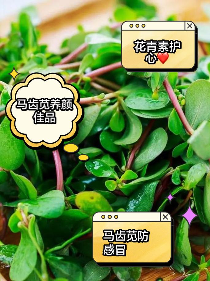 马齿苋末：自然馈赠的绿色宝藏及其多重价值探索